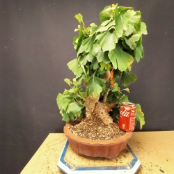 Ginkgo biloba 5