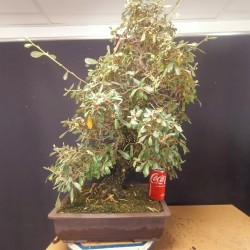 Eleagnus 1