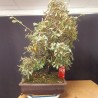 Eleagnus 1