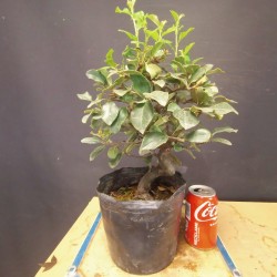 Pseudocydonia 1