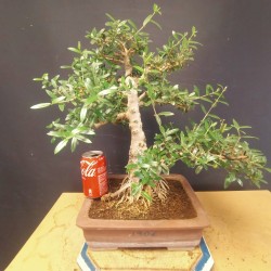 Acebuche 3