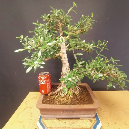 Acebuche 3