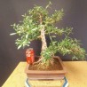 Acebuche 3