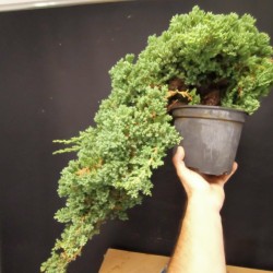 Juniperus Procumbens Nana 2