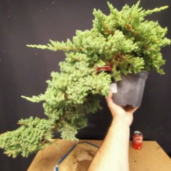 Juniperus Procumbens Nana 3