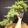 Juniperus Procumbens Nana 3