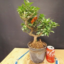 Citrus Myrtifolia 2