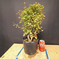 Acer Buerguerianum 10
