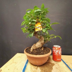 Gardenia 1