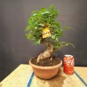 Gardenia 1