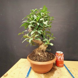 Gardenia 3