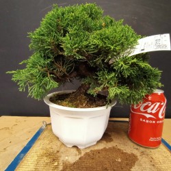 Itoigawa 7