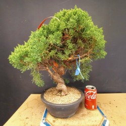juniperus chinensis kishu 1