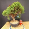juniperus chinensis kishu 1