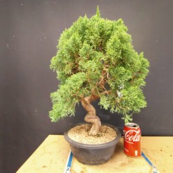 juniperus chinensis kishu 2