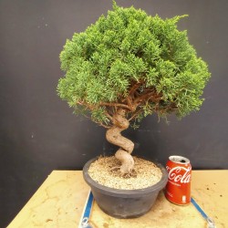 juniperus chinensis kishu 3