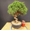 juniperus chinensis kishu 3