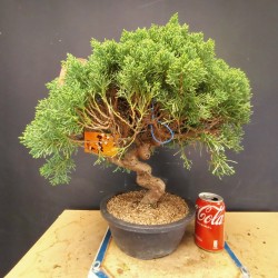 juniperus chinensis kishu 4