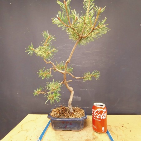 Pinus sylvestris 1