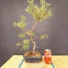 Pinus sylvestris 1