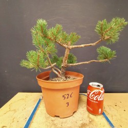Pinus sylvestris 3