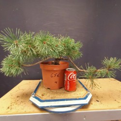 Pinus sylvestris 4