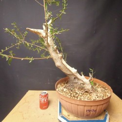 Acebuche 2