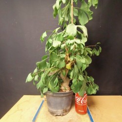 Ginkgo biloba 2