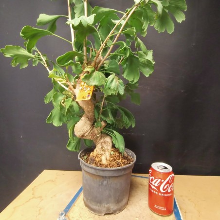 Ginkgo biloba 3