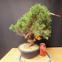 juniperus chinensis kishu 2