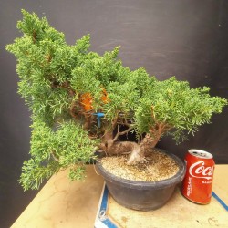 juniperus chinensis kishu 3