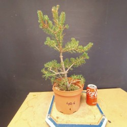 Pinus sylvestris 1