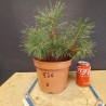 Pinus sylvestris 3