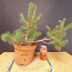 Pinus sylvestris 4