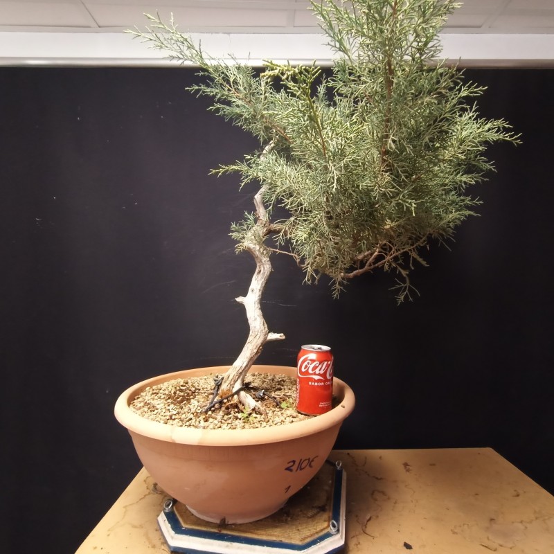 Juniperus 1