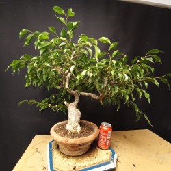 Ficus benjamina 1