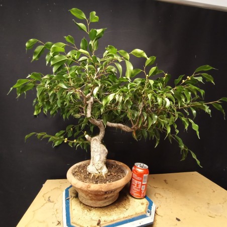 Ficus benjamina 1