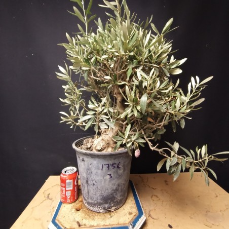 Olivo 3