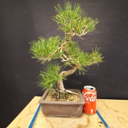 Pinus Tumbergii 1