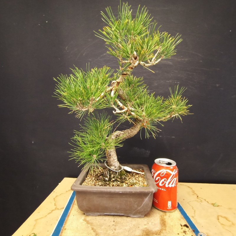 Pinus Tumbergii 1