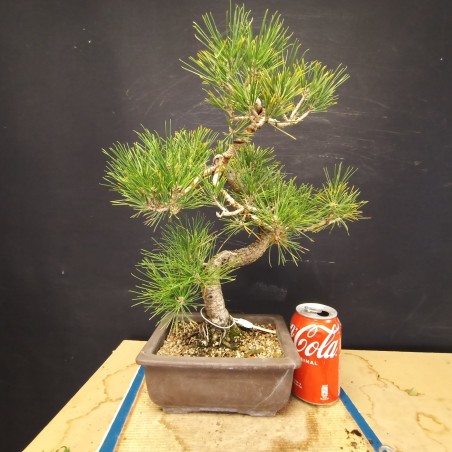 Pinus Tumbergii 1