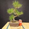 Pinus Tumbergii 1
