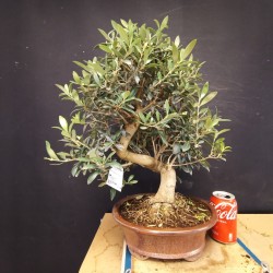 Olivo 4