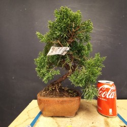 juniperus chinensis kishu 2