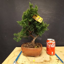 juniperus chinensis kishu 3