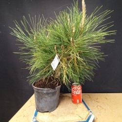 Pinus Tumbergii (se envia uno al azar)