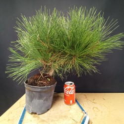 Pinus Tumbergii (se envia uno al azar)