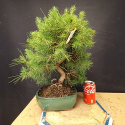 Pinus Halepensis 2