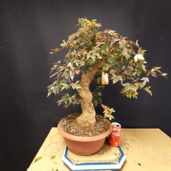 Acer Buerguerianum 3