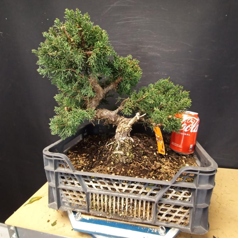 juniperus chinensis kishu 1